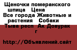 Щеночки померанского шпица › Цена ­ 25 000 - Все города Животные и растения » Собаки   . Тыва респ.,Ак-Довурак г.